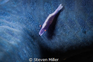 Blue shrimp for blue starfish, they jump like fleas by Steven Miller 